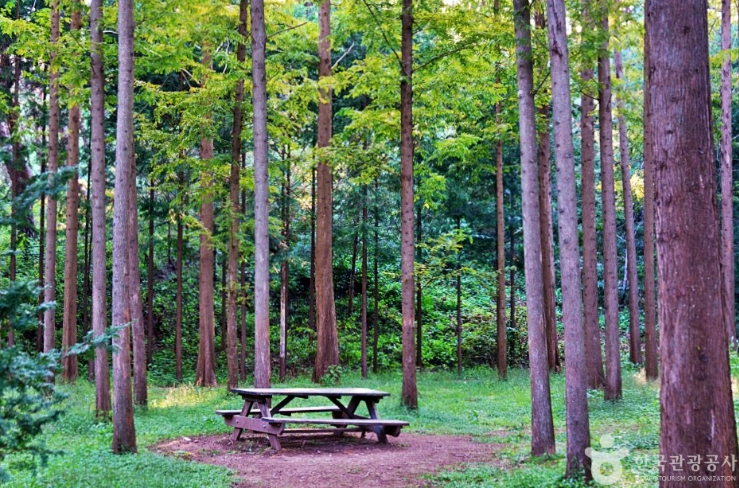 나는솔로 18기 촬영지 메타세콰이어 숲길 연인과 함께 가보기