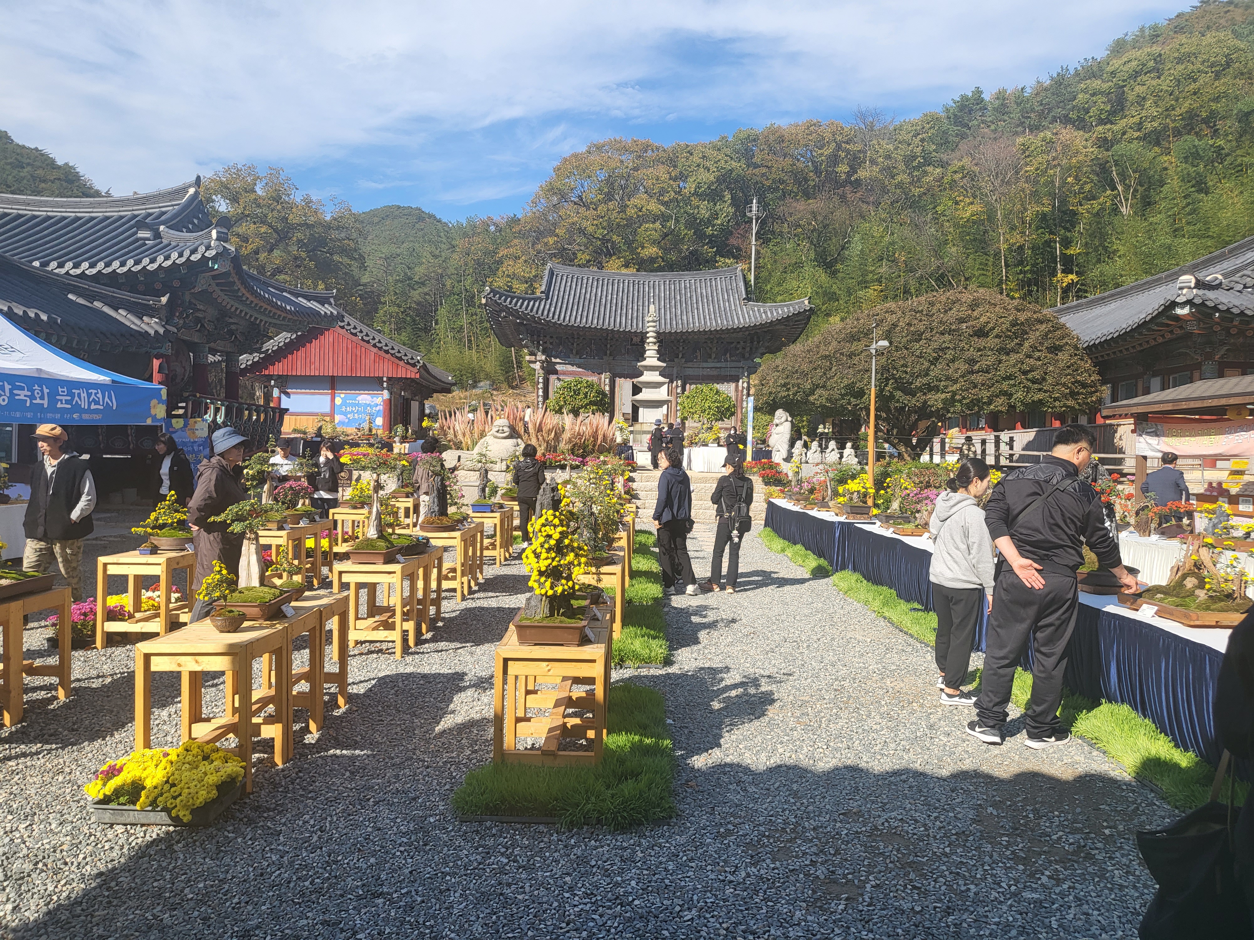 국화 향기 가득한 부산 기장 장안사 제 7회 기장 국화분재전시회가 열렸습니다.