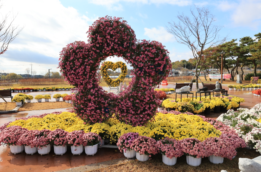 익산-천만송이-국화축제