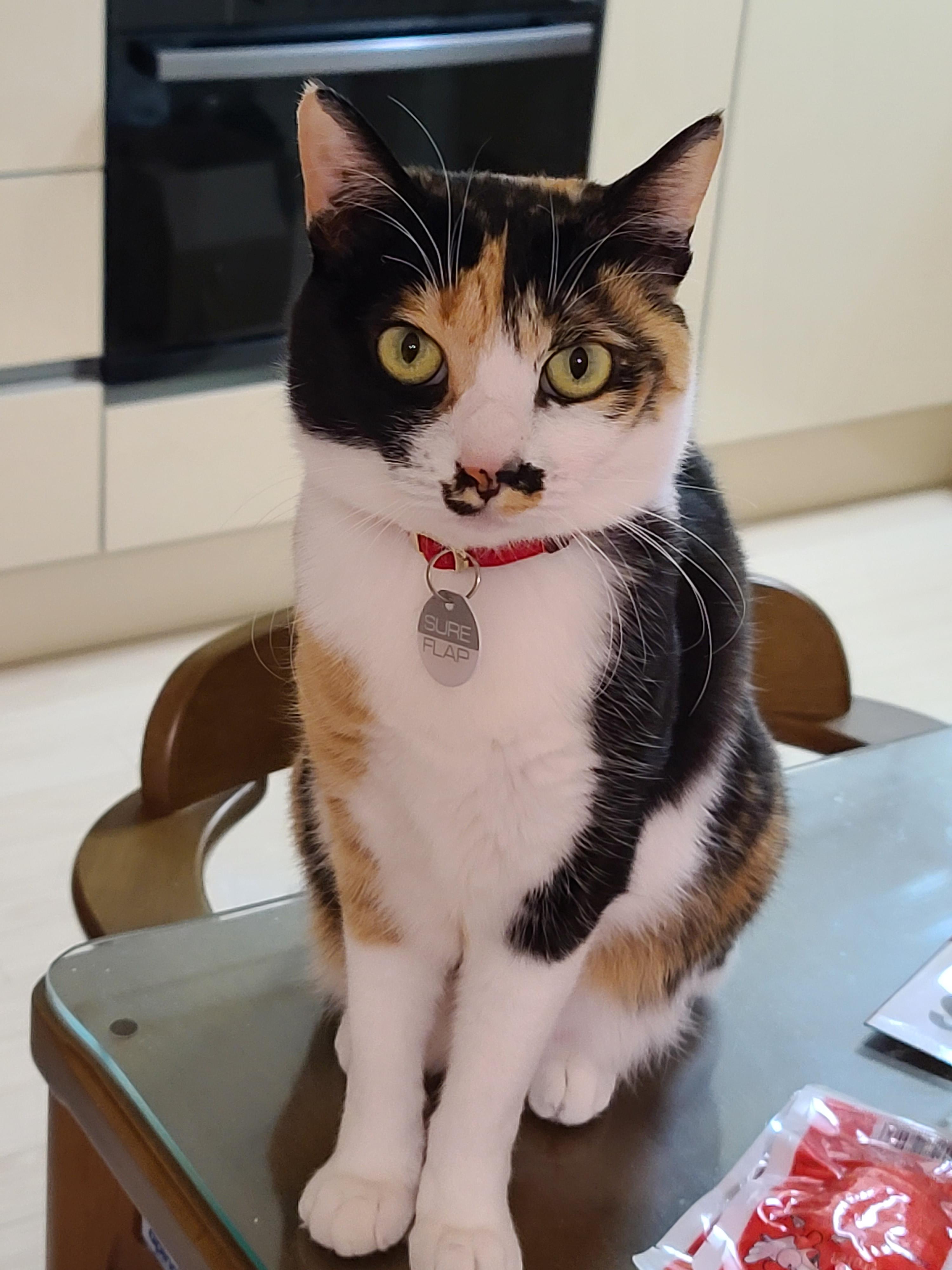 사람말 알아듣는 고양이. 사료를 먹지않는 고양이.