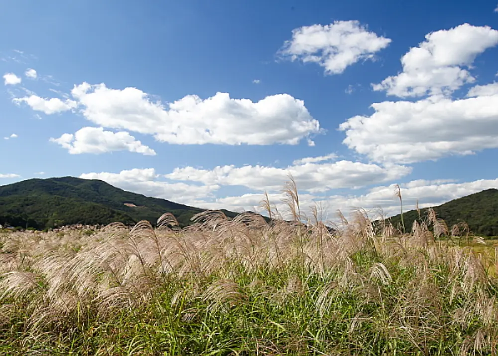 비내길과 비내섬