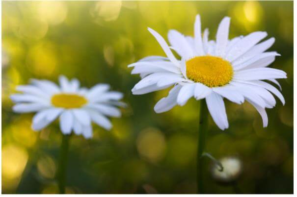 6시내고향-지리산-구절초