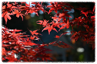 화담숲 가을 단풍 축제 기간 예약 입장료 방법