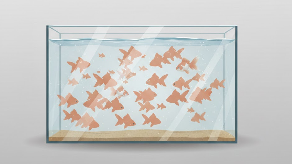 금붕어 여러 마리 꿈 해몽: 소식·관계·작은 운 8가지(결말이 핵심)