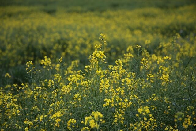 광주시 청년희망통장 납입 계산기