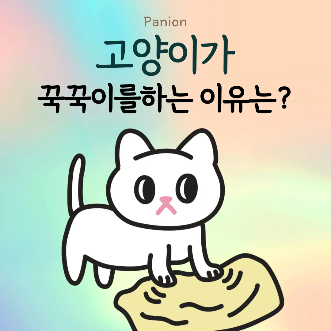 "고양이