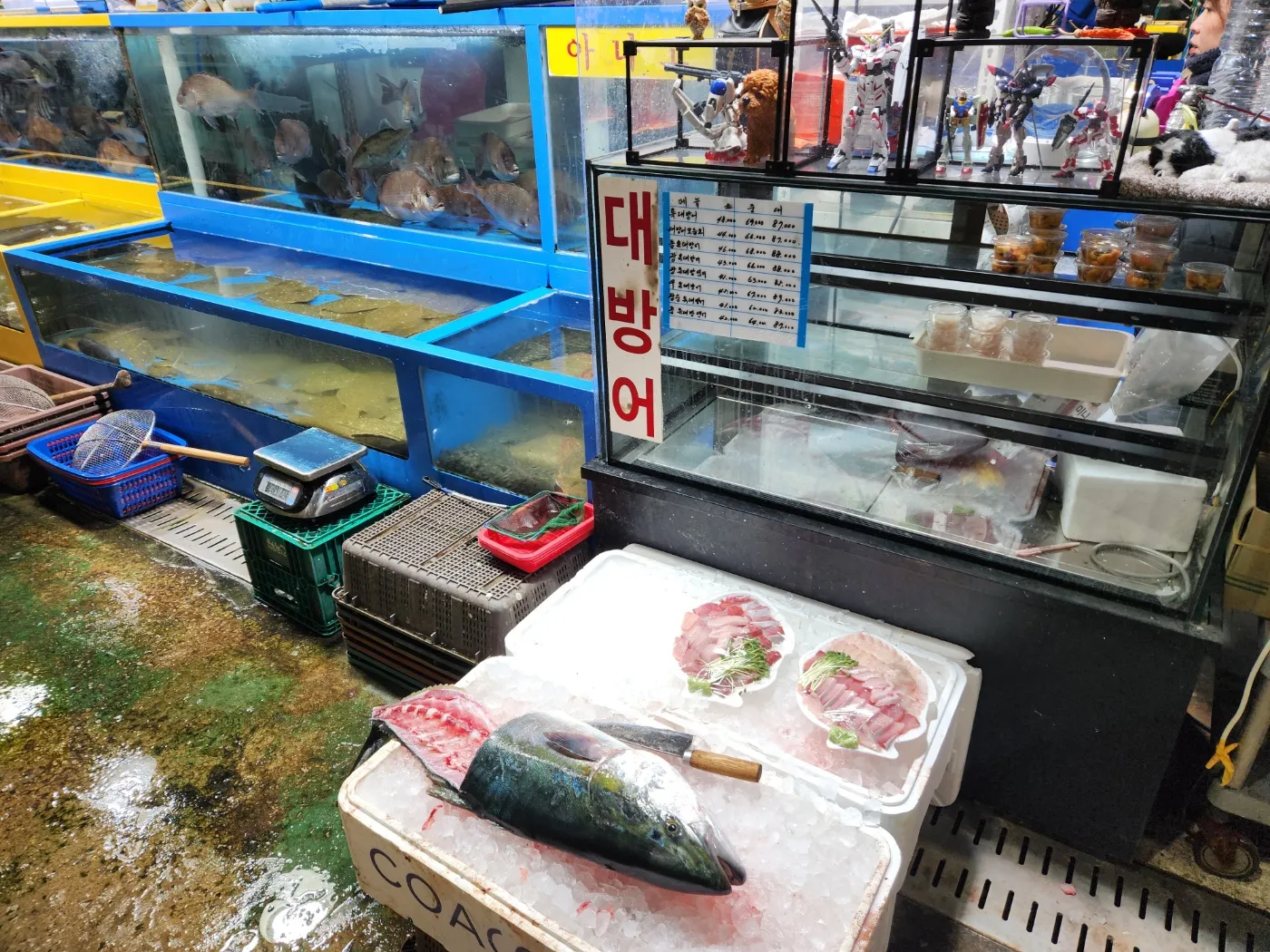 안양농수산물시장-대방어