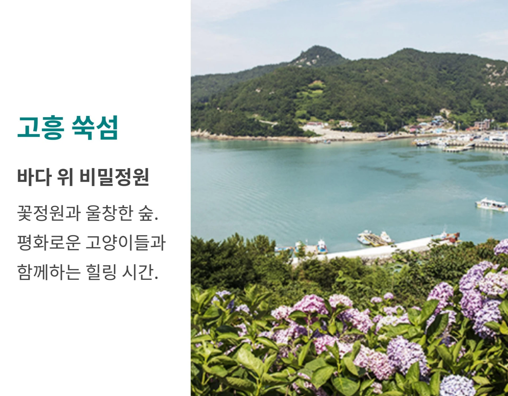 만개한 수국 너머로 푸른 바다와 건너편 마을 전경이 보이는 사진에 '바다 위 비밀정원, 꽃정원과 울창한 숲, 평화로운 고양이들과 함께하는 힐링 시간' 문구가 적힌 이미지