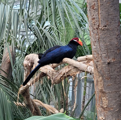 가평 베고니아 새정원 - 아이와 가볼만한 곳 추천, 후기