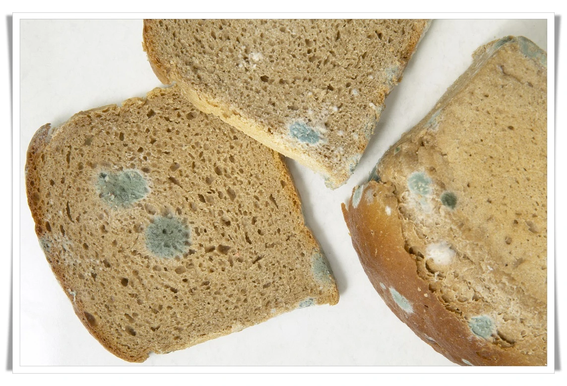 곰팡이가-핀-식빵