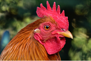 닭띠 2025년 운세