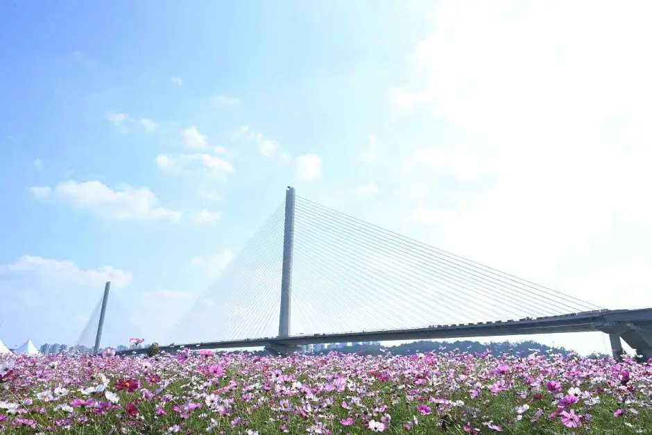 구리코스모스축제