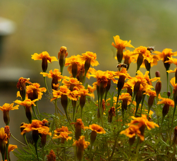 눈에 좋은 메리골드꽃