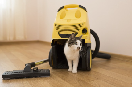 청소기와 고양이.