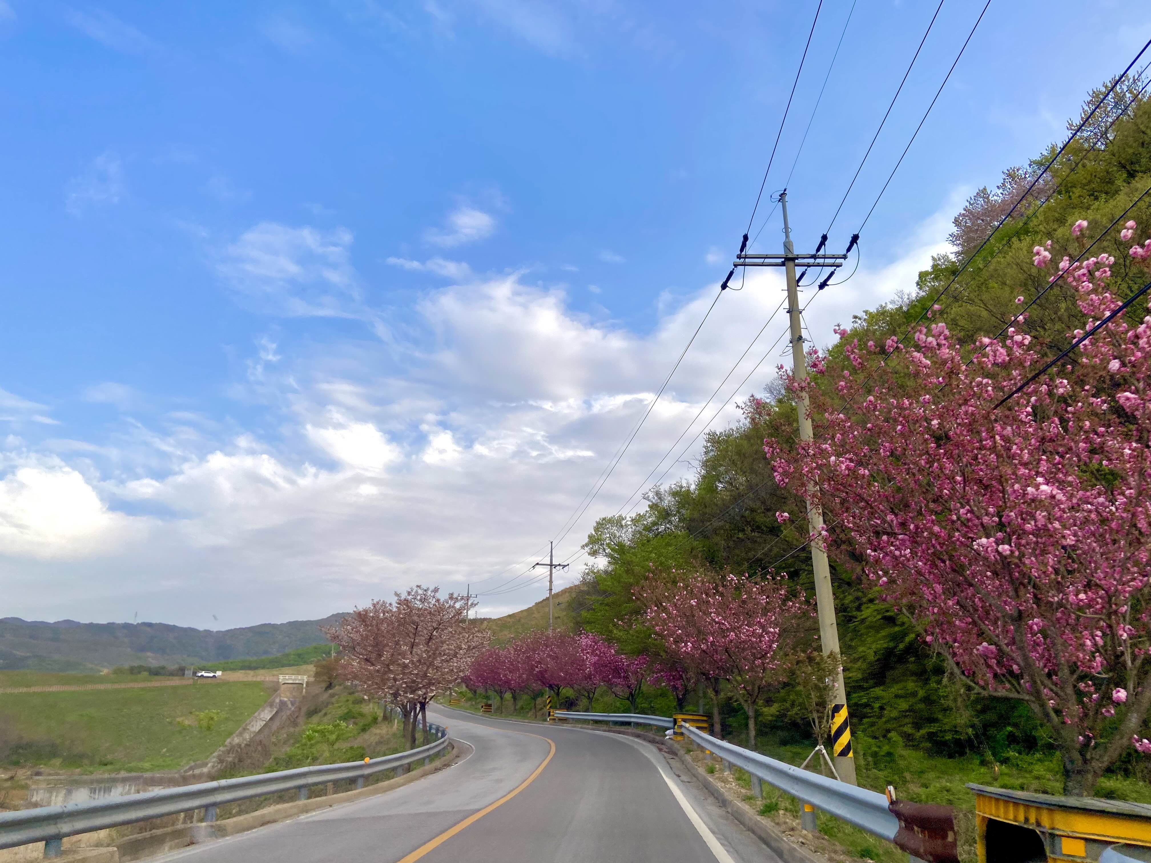 서산 겹벚꽃