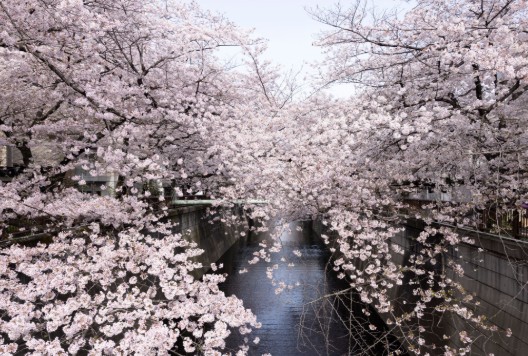 일본 벚꽃 여행지 추천 메구로강 방문 최적기, 개화 예상시기, 가는방법