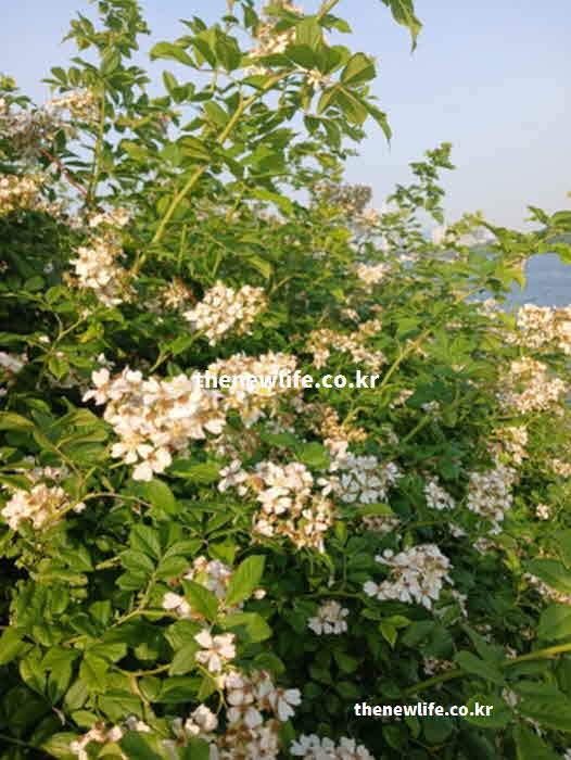 찔레꽃 효능 성질 성분