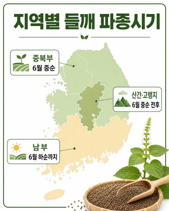 들깨 파종시기