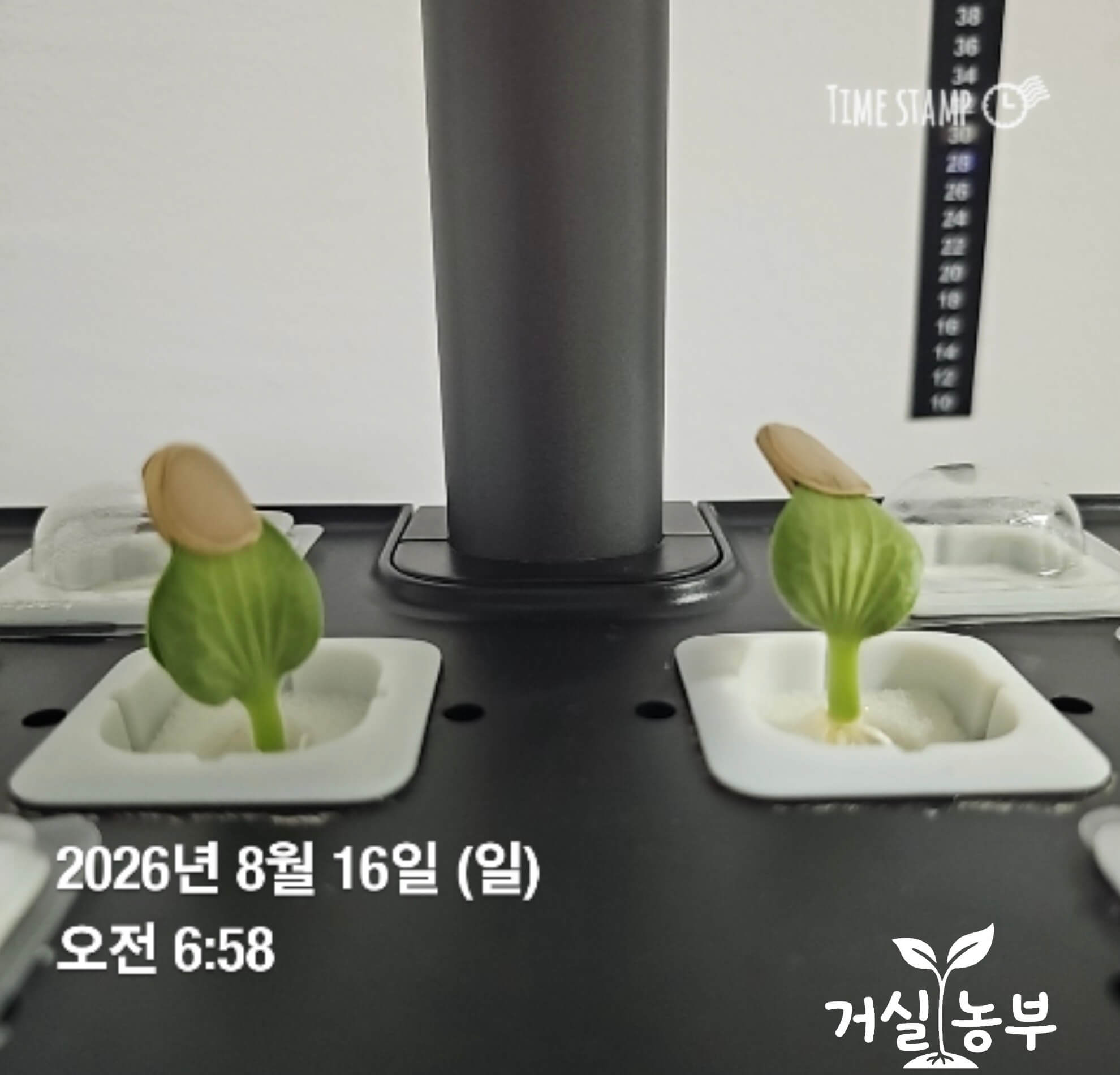 수경재배 스펀지에서 커다란 씨앗껍질을 쓰고 올라온 단호박 떡잎