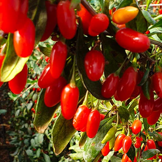 숙취해소의 비밀