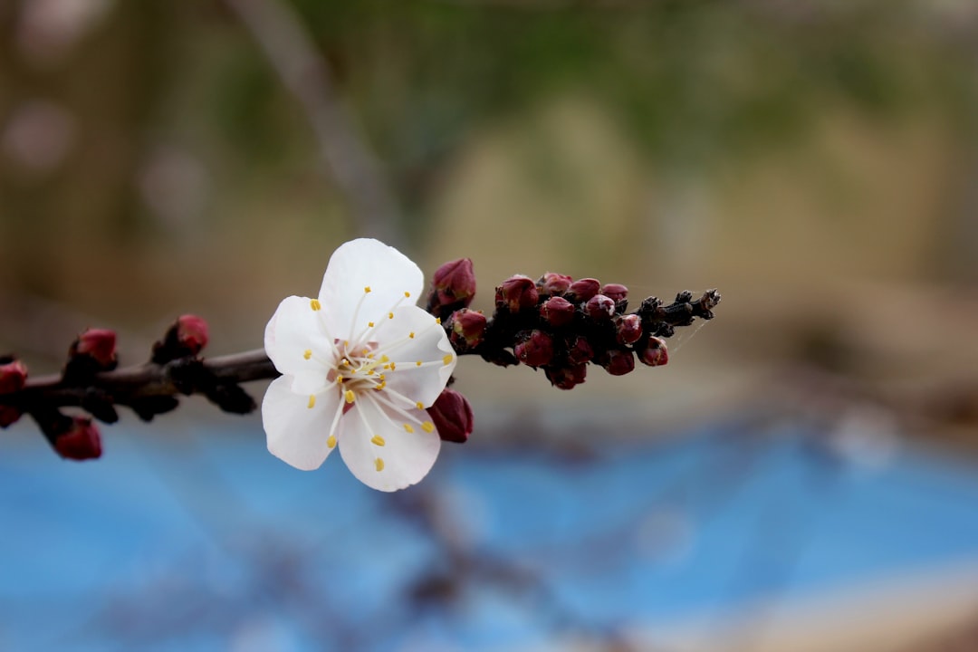 Maehwa (plum blossom)