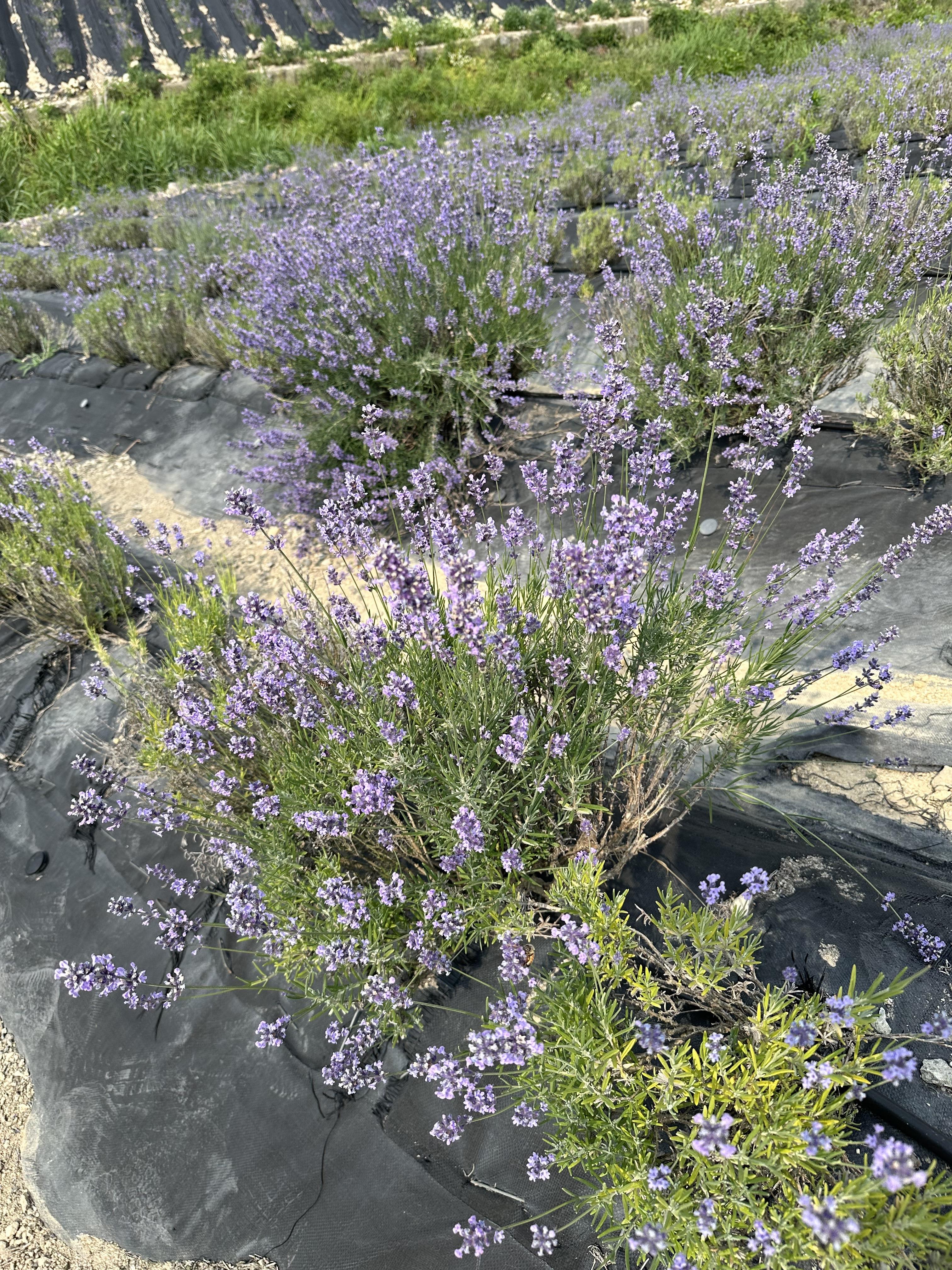 2024 정읍 허브원 라벤더 축제 