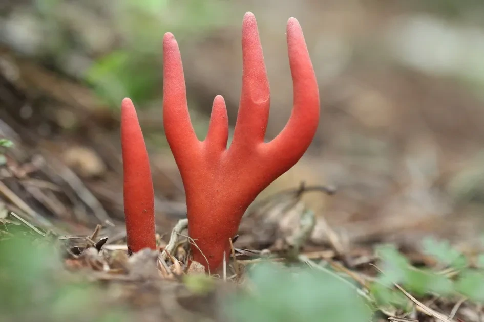 붉은사슴뿔버섯 (Podostroma cornu-damae)