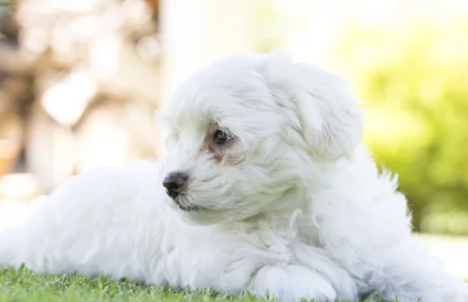 말티즈 사진 /출처:어도비스톡