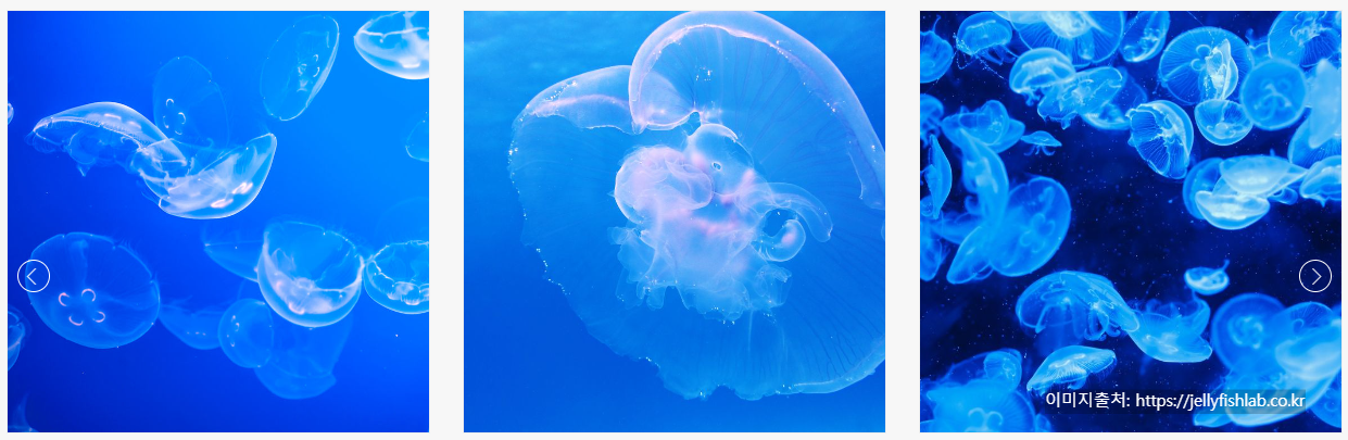 해파리 키우기 이미지