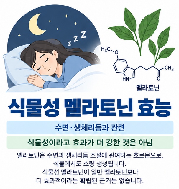 식물성 멜라토닌 효능과 피토멜라토닌 수면 생체리듬 작용을 차분하게 보여주는 의료 교육용 이미지
