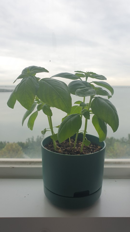 수확 가능할 정도로 충분히 자란 바질