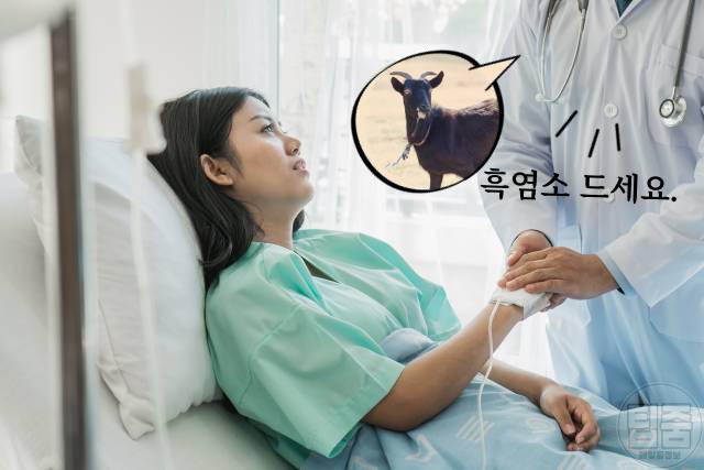 흑염소 효능 부작용 염소탕 효능 수술후 회복