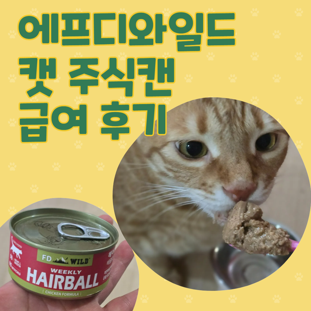 에프디와일드 주식캔