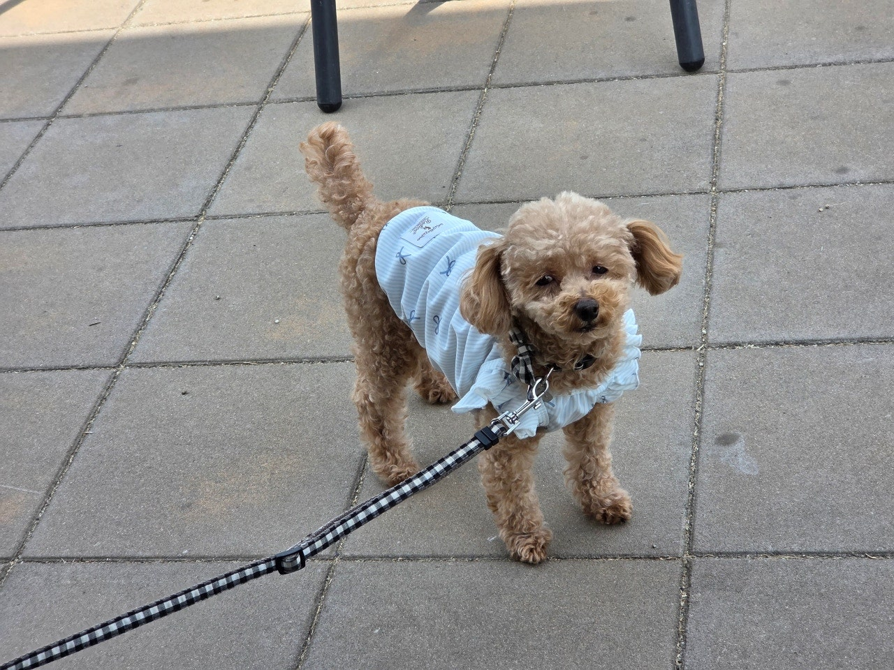 나고야역에서 쓰시마역 가는법&amp;#44;나고야역에서 츠시마역 가는법&amp;#44;후지마츠리&amp;#44;등나무축제&amp;#44;나고야 자유여행 &amp;#44;나고야근교여행&amp;#44;나고야소도시&amp;#44;나고야축제&amp;#44;일본축제