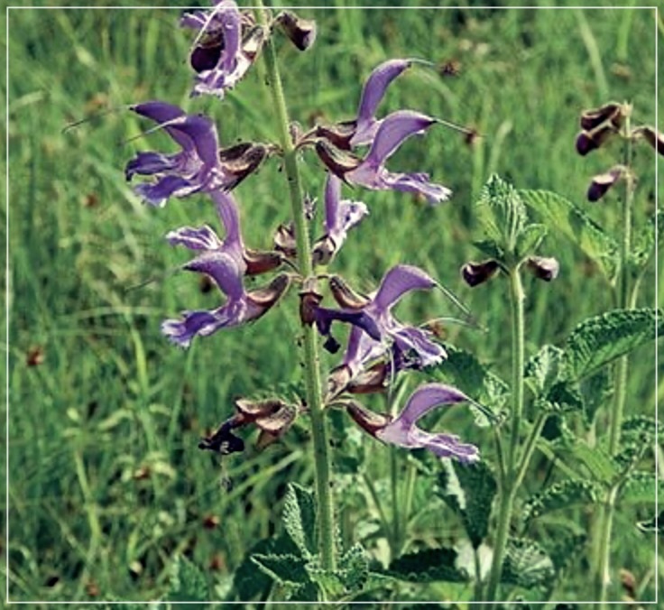 단삼의 효능에 대한 이야기