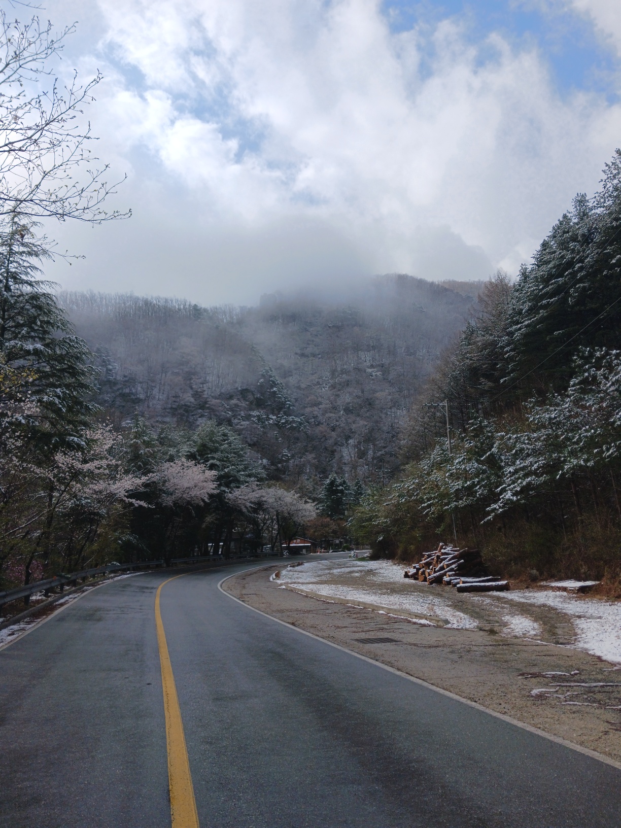 합천호_백리벚꽃길