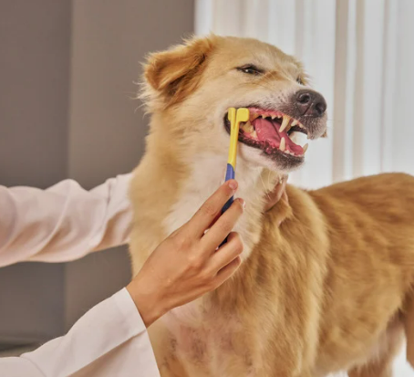 강아지 수명 단축시키는 건강관리 실수 5가지 초보 견주 필독