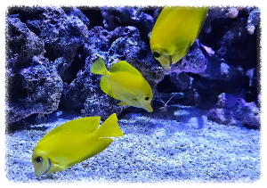 아쿠아플라넷 광교 