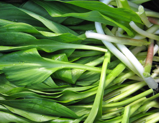 명이나물장아찌담그기&#44;명이나물장아찌&#44;명이나물효능&#44;산마늘