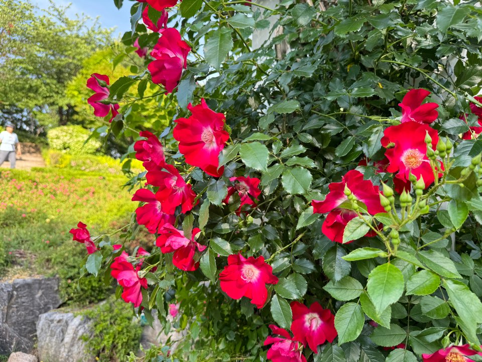 장미원
