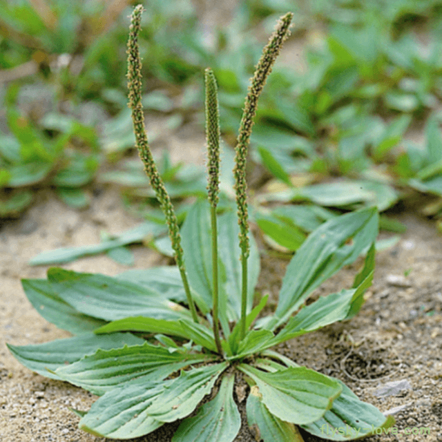 쌉싸름하고 생명력 강한 질경이
