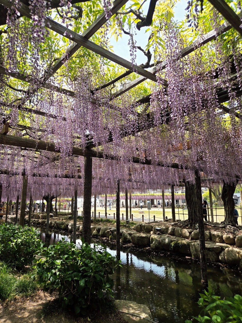 나고야역에서 쓰시마역 가는법,나고야역에서 츠시마역 가는법,후지마츠리,등나무축제,나고야 자유여행
,나고야근교여행,나고야소도시,나고야축제,일본축제