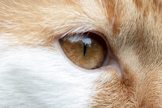 고양이 건강 관리 팁