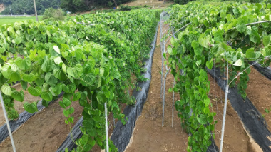 청양 미소농원 하늘마(열매마)