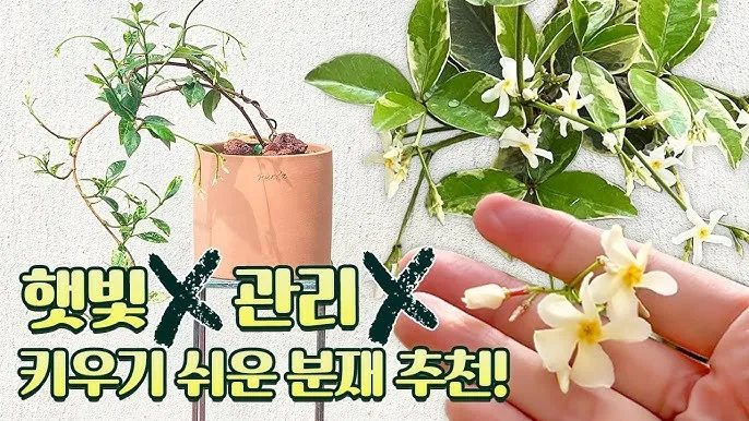 백화등 키우기 삽목방법 가지치기 꽃 노지월동까지_2