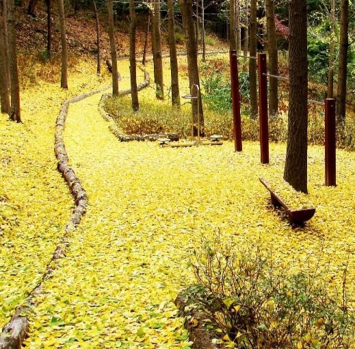 청남대 국화꽃 축제