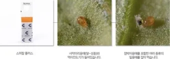 화분 응애 방제 초기발견 잎뒷면확인 샤워식세척 비누물활용 팁_7