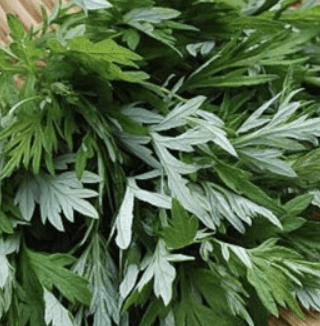 쑥갓 쑥 차이점 효능 먹는 법