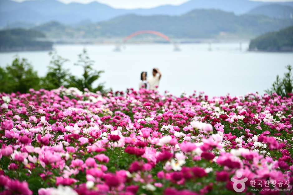 고흥 작약 꽃밭