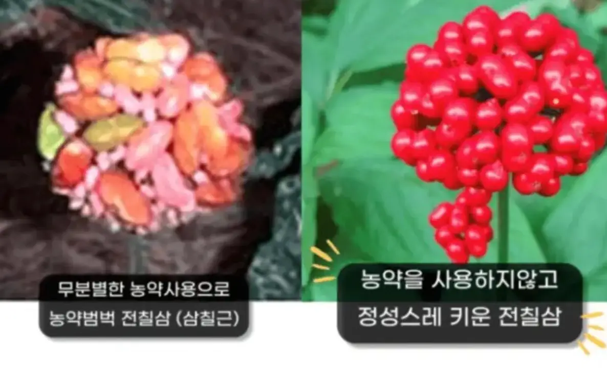 간에좋은음식